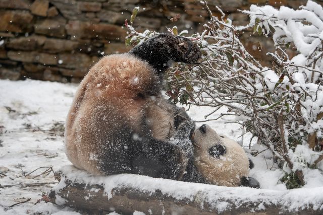 Die Panda-Schule – Sa, 12.09., 04:25 Uhr