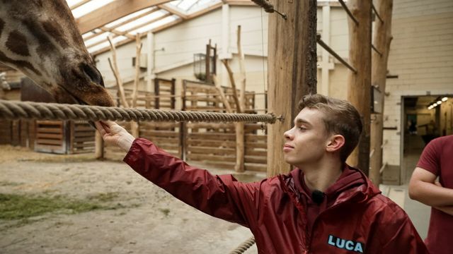 Elefant, Tiger & Kids – Luca füttert Giraffe im Innengehege der Giraffen im Zoo Leipzig.