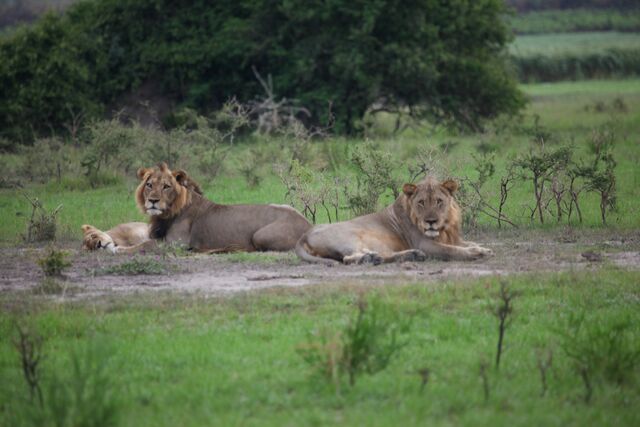 Killer Safari – Zwei Löwen und eine Löwin, die in der Abenddämmerung auf einer sandigen Fläche liegen. (Earth Touch LTD)