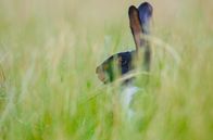 Tierisch schlau! – Mit ihren langen Ohren, scharfen Zähnen und dem weichen Fell sind auch wilde Kaninchen dem Menschen ein vertrauter Anblick.
