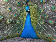 Gartenzeit – Pfau