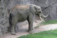 Giraffe, Erdmännchen & Co. – Elefant Tamo im Opel Zoo hat Bauchweh.