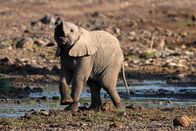 Afrikas kleine Riesen – Ein Elefantenbaby spielt mit Wasser. (Wim Vorster)