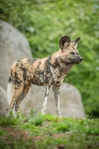 Zoo und so - Tierisch wild! – forest dog