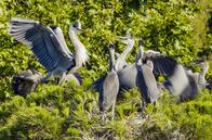 Paradiese aus Menschenhand – Ohne die vielen Fische aus dem Besòs könnten die Reiher kaum ihre Küken ernähren. Dabei war der Fluss früher einmal biologisch tot.