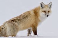 Yellowstone - Park der Extreme – Durch die einzigartige geografische Beschaffenheit des Nationalparks ist der Winter im Yellowstone einer der strengsten und außergewöhnlichsten weltweit.