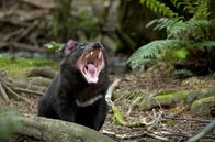 Tasmaniens wundersame Tierwelt – Seinen Namen verdankt der ikonische Tasmanische Teufel unter anderem seinem lauten Schrei und dem aggressiv neugierigen Verhalten.