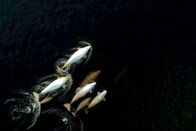 Tierisch alt! – Der Bestand des Belugawals sank von 10.000 Exemplaren zu Beginn des 20. Jahrhunderts auf 1.000 Tiere. Seit einiger Zeit sterben Jungtiere aus ungeklärten Gründen, vermutet werden Wasserverschmutzung, zunehmender Schiffsverkehr und der Klimawandel.