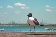 Inselwelt New York – Don Riepe ist wie kein anderer mit der Jamaica Bay verbunden. Jeden Morgen warten Atztekenmöwen vor seinem Haus, die er anschließend mit kleinen Fischen füttert.