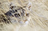 Der Humboldtstrom – Ein Puma im Nationalpark Torres del Paine in Patagonien - die Katzenart war aus dem Gebiet schon fast verschwunden.