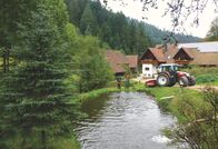 Märkte - Im Bauch von … – Forellenzucht im Schwarzwald: Die Fische landen frisch oder geräuchert auf dem Münstermarkt in Freiburg.