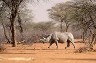 Abenteuer Namibia – Spitzmaulnashörner gehören zu den stark bedrohten Tierarten Namibias.