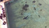 Invasion der Haie – Ein Hai schwimmt im Gezeitentümpel von Manly in Sydney, Australien. (Red Rock International/Christopher Morton)