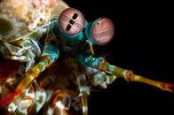 Extreme Animals – Peacock Mantis shrimp have the fastest punch in the animal kingdom.