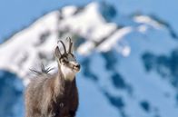 Winter am Alpenrand – Die Gams ernährt sich im Winter der Allgäuer Alpen von trockenen Gräsern, die dank der Kraft der Sonne unter der Schneedecke zum Vorschein kommen.