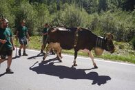 Heimatleuchten – Alpenabtrieb mit der Kuh, die die meiste Milch gegeben hat und eine Blumen-Krone trägt