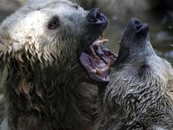 Animal Fight Club – One source of grizzly bears strength is salmon. Grizzly's can eat 40 a day that's 100,000 calories. Male bears are twice the size of females, but females need to catch more fish to feed their young. 40% of bear cubs don't reach adulthood, often falling prey to mountain lions, wolves, or even adult male grizzlies. So females are ferocious when they're protecting their cubs.