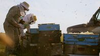 Die Bienenflüsterer – Der Einsatz von Pestiziden in der Soja-Monokultur in Argentinien hat den Bienen stark zugesetzt. Sie geben viel weniger Honig als früher.