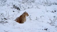 Wildes Chile – Tierra Del Fuego, Chile - Junger männlicher Puma im Schnee.