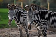 Zoo und so - Tierisch wild! – Die Grevyzebra-Dame Florence und Zebra-Hengst Mac.