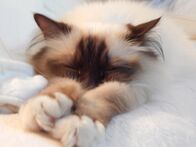 Der Katzenflüsterer – Izzy the cat.