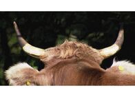 Netz Natur – NETZ NATUR Vom Kuh sein Gefährliche Zier: Kühe kommunizieren mit ihren Hörnern auf Distanz.