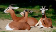 Nashorn, Zebra & Co. – Mhorrgazellen - selten und bedroht. Weiteres Bildmaterial finden Sie unter www.br-foto.de.