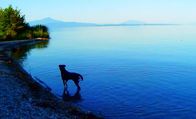 Adieu au langage – Ein streunender Hund