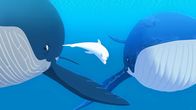 Zoom - Der weiße Delfin – Zoom (M.) schwimmt mit den Waleltern zur Insel Maotou. Dorthin wurde ihr verletztes Walbaby zur Beobachtung gebracht.