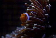 Das Große Barriere Riff – Anemonenfisch, Großes Barriere Riff.