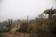 Wildes Chile – La Campana - Nebelschwaden, die sich über die Kakteen und die Vegetation legen.