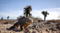 Galapagos – Galapagos