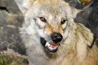 Die vier Alpen – Wolf (Lupis lupis), Europäische Alpen.