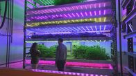 Genial konstruiert – Ein Forschungsmodell für vertikales Farming in Schottland. Hier werden alle Umweltbedingungen künstlich hergestellt und genau kontrolliert.