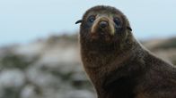 Neuseeland - Rivalen der Urzeit – Neuseeländische Pelzrobben auf den Felsen in Kaikoura, einer der reichsten Meeresgründe der Welt - ein Naturparadies.