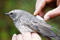 Einstein – Einstein Tierische Intuition: Können Tiere uns vor Naturkatastrophen warnen? Vogel mit Peilsender Copyright: SRF