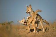 Wildes Indien – Gir-Nationalpark, Gujarat, Indien: Zwei Wüstenfüchse ringen miteinander, während der eine auf den Rücken des anderen klettert.