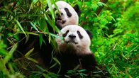 Planet der Liebe – Ein Panda und sein Junges. Nur ein aufwändiges Zuchtprogramm bewahrte die Art vor dem Aussterben.