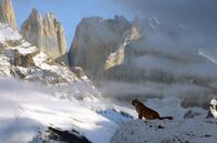 Wilde Dynastien – Die Dokumentation zeigt die Schönheit des Nationalparks, aber auch die Gefahren, denen das Pumaweibchen Rupestre im Laufe von zwei Jahren begegnet.
