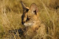 Im Schatten der Großkatzen – A serval sits in yellow grass. (Earth Touch)