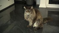 ATV - Die Reportage – Die Katze liegt auf Platz 1 des Haustier-Rankings