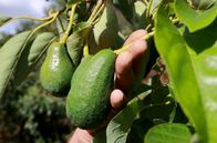Zu Tisch ... – Avocado-Früchte von Landwirt Marinos Petrakis auf Kreta