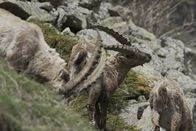 Bergwelten – Steinbock