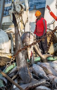 Ein perfekter Planet – Die Crew der "Sea Shepherd" kontrolliert gemeinsam mit dem gabunischen Militär illegale Fischereiaktivitäten vor der Küste des Landes.