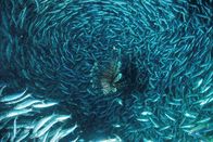 Planet Ocean – Feuerfisch