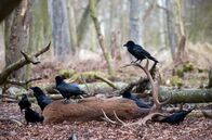 Unsere Wälder – Kolkraben sind ein wichtiger Teil des Netzwerks der Tiere im Wald. Sie ernähren sich unter anderem von Aas.