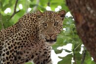 Afrikas Jäger – Africa - Leopard with intense look in a tree.