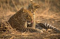 Die Leopardin – Die kleine Leopardenfamilie in trügerischer Harmonie: Leopardin Olimba und ihr Junges Makumbi