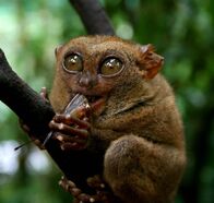 Tierische Freaks – Ein Tarsier, der ein Insekt frisst.