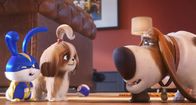 Pets 2 – So, 01.01., 12:10 Uhr